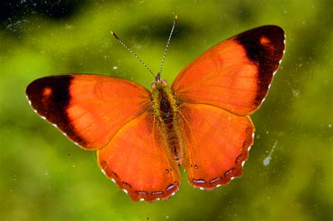 Orange Butterfly in Puriscal