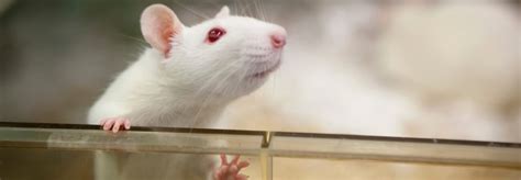 Rats Have Empathy, But What About the Scientists Who Experiment on Them ...