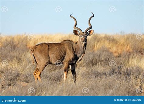 Kudu Antelope in Natural Habitat Stock Photo - Image of animal ...