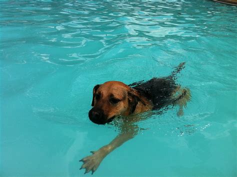 A perfect dog paddle swim stroke | Taxi Dog enjoyed the Thir… | Flickr