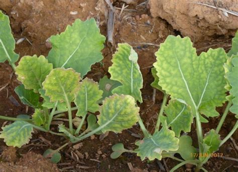 Sulphur deficiency symptoms June 2017 at Grenfell Long Term trial site established in 2007.