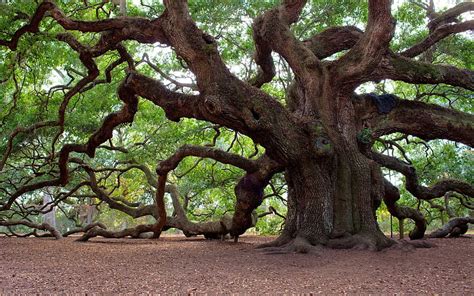 Big tree, forest, tree, cool, nature, fun, HD wallpaper | Peakpx