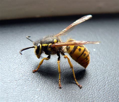 wasp Free Photo Download | FreeImages