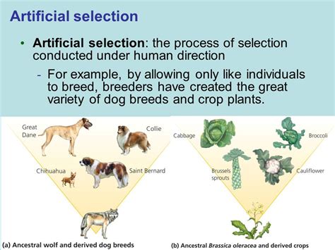 How is artificial selection different from natural selection? | Socratic