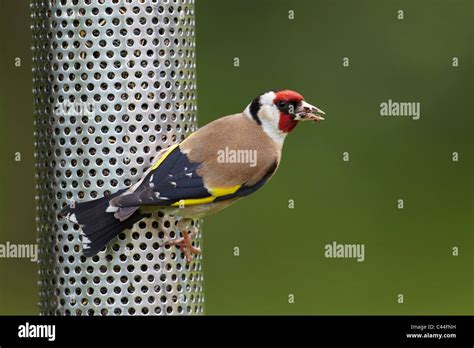 Goldfinch, Carduelis carduelis feeding on niger bird seed feeder, UK ...