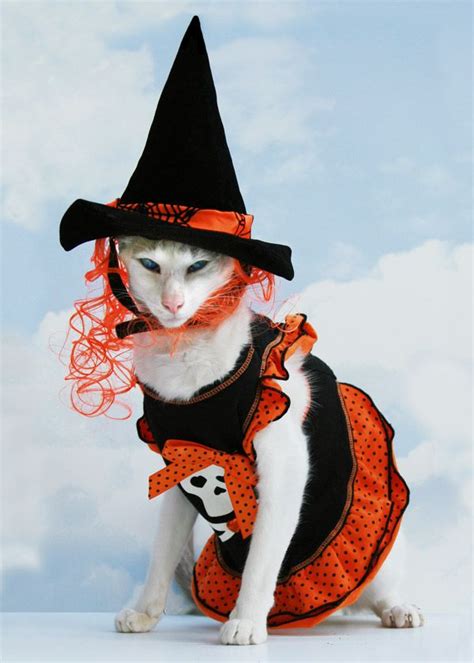 Funny Cat Halloween Costumes | Funny Image Collection: Download Very Creative and Funny Cat Hall ...