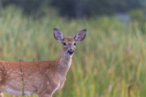 Massachusetts Hunting Seasons, 2018 – 2019 | Clever Hunters