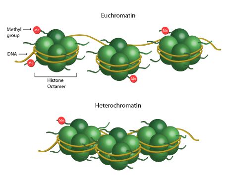 Chromatin Remodeling and Unraveling the Histone Code | EpigenTek