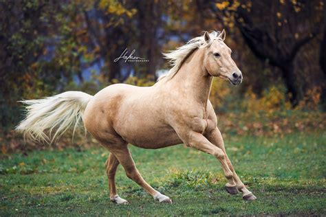 Palomino Quarter Horse galoppiert über die Wiese | Pferd | Bilder ...