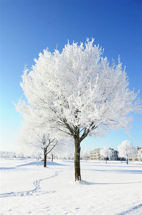 Snow Covered Trees In Winter Landscape by Nikitje