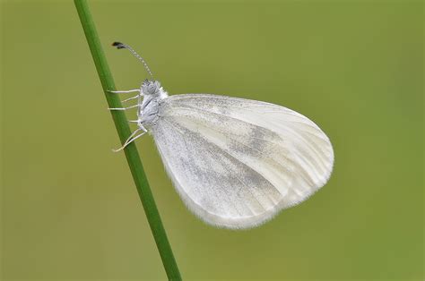 New Species Champion for the Wood White butterfly | Butterfly Conservation