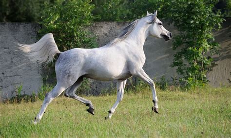 Arabian Horse Markings