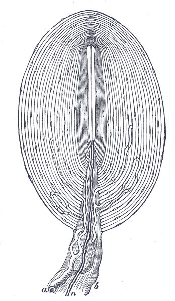 Pacinian corpuscle - wikidoc