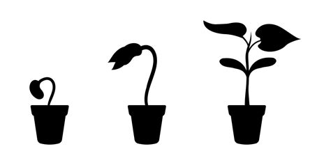 Silhouette growth of young sprout in flower pot. Seed germination stages. Seedling development ...