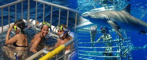 Hawaii Shark Encounters - Oahu Shark Cage Tours