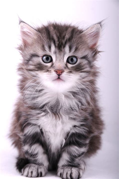 24+ Siberian Cat Kitten Black - Furry Kittens