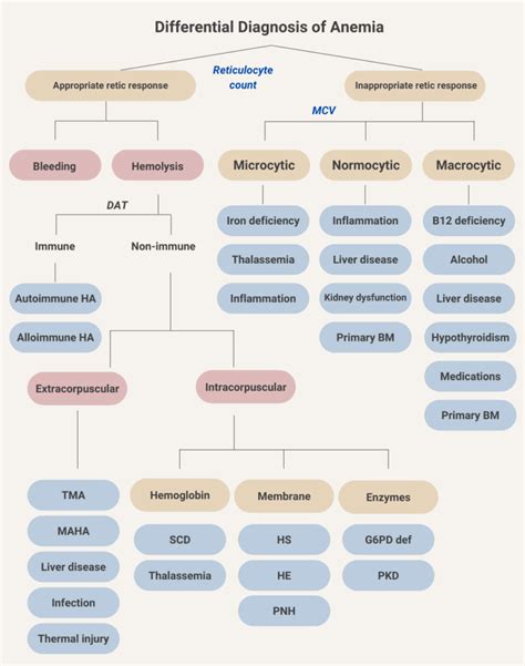 What are causes of hemolysis? • The Blood Project