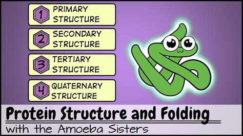 Protein Folding And Protein Structure Worksheet Answers