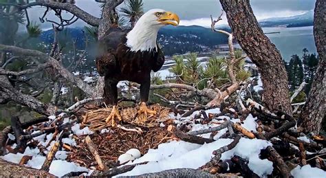 Bald Eagle at Big Bear Lake – MAVEN'S NOTEBOOK | California Water News ...