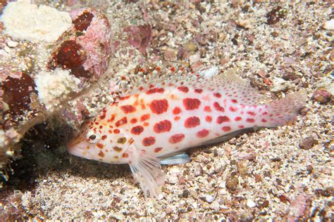 Coral hawkfish, Cirrhitichthys oxycephalus photo, Cousins, Galapagos ...