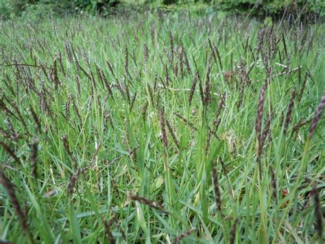 Zoysia Grass Seed Head - markanthonystudios.net