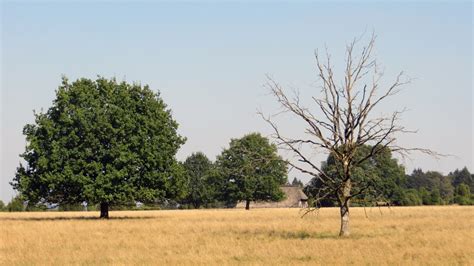 Free Images : landscape, tree, nature, grass, branch, hiking, field, meadow, prairie, pasture ...