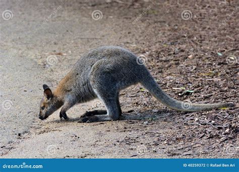 Antilopine Kangaroo Stock Photo - Image: 40259372