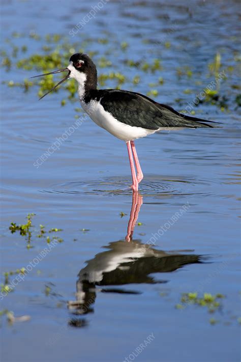 Hawaiian Stilt - Stock Image - C003/7641 - Science Photo Library