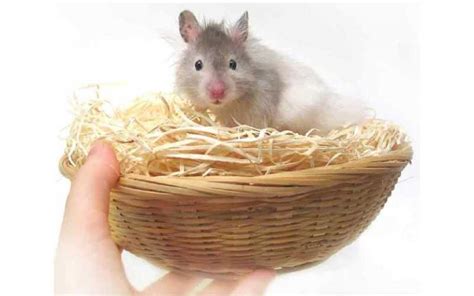 Best Hamster Bedding - Hamster Happy