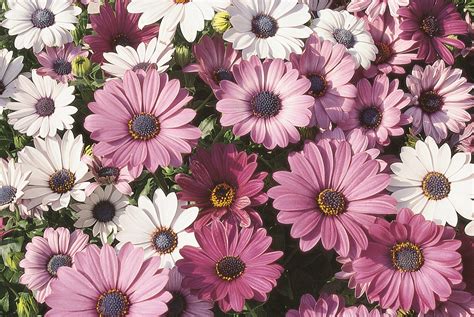 African Daisy Mixed - Pohlmans - Phone 07 5462 0477