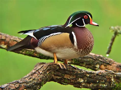 Wood Duck Facts – Wood Duck Habitat & Diet