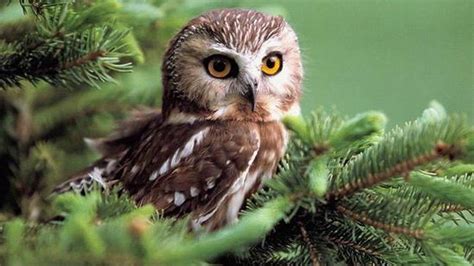 Cute Baby Owl Wallpapers - Top Free Cute Baby Owl Backgrounds - WallpaperAccess