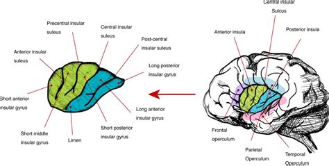 Insular Cortex Diagram