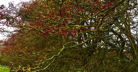 How to Thicken a Hawthorn Hedge in Winter? – Garden Doctor