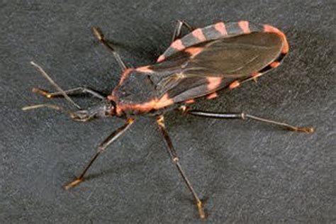 Deadly Triatomine 'kissing bug' now in 28 US states: What you need to know - cleveland.com