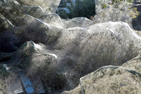 Giant spider web stretches 300m along Greek coastline as spiders have ...