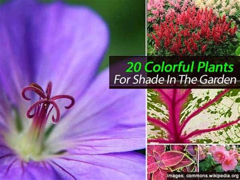 Craft Shed: Outdoor Plants For Shaded Areas