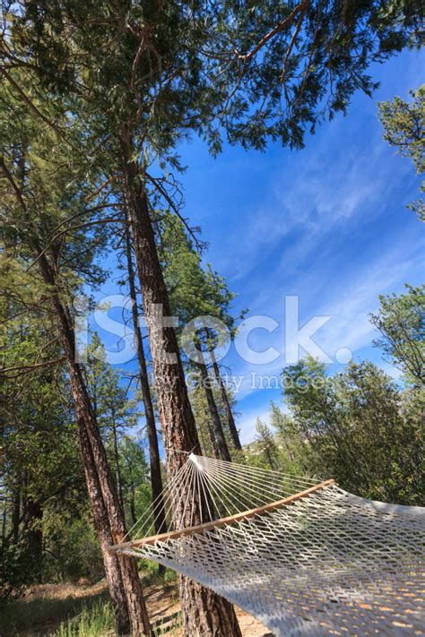 Peaceful Hammock Hanging Among The Pine Trees Stock Photo | Royalty ...