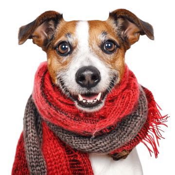 Funny With Dog In Scarf, Canine, Dog, Scarf PNG Transparent Image and ...