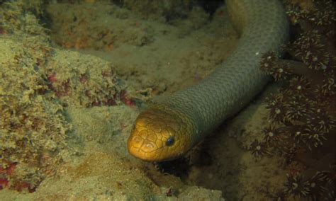 The 8 Most Venomous Sea Snakes in the World