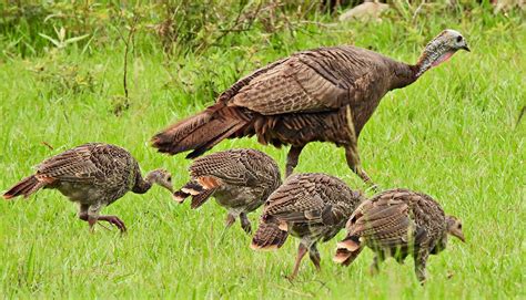 Wild turkey discovery upends conventional wisdom - Futurity