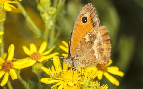 Gatekeeper - Gatekeeper Butterfly, Pyronia tithonus | Butterfly, Antony, Insects