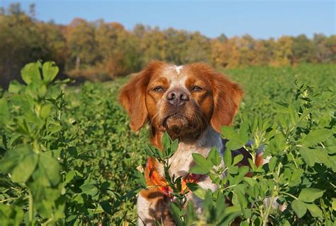 Dog Spaniel Hunt - Free photo on Pixabay - Pixabay