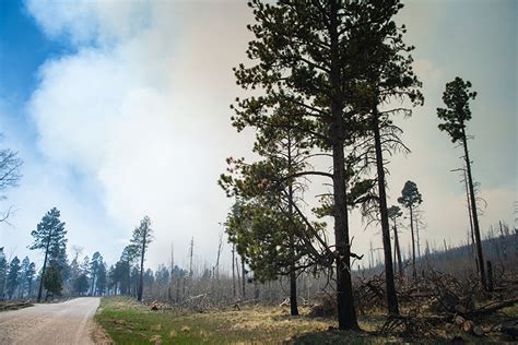 Understanding plants can boost wildland-fire modeling in an uncertain ...