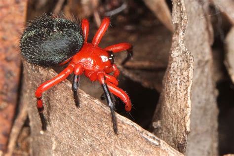 a red and black spider sitting on top of a wooden log in the woods,