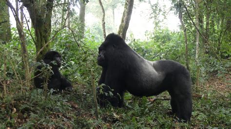 Road Construction Could Harm Mountain Gorilla Conservation,Tourism. | International Gorilla ...