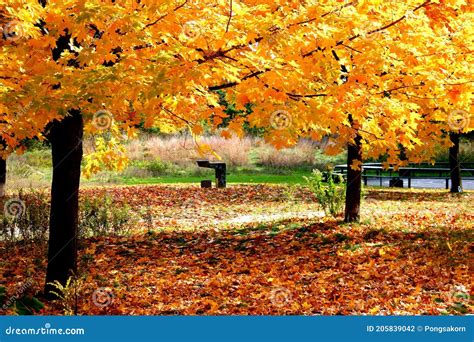 Fall Colors in High Park of Toronto Stock Photo - Image of fall, lush ...