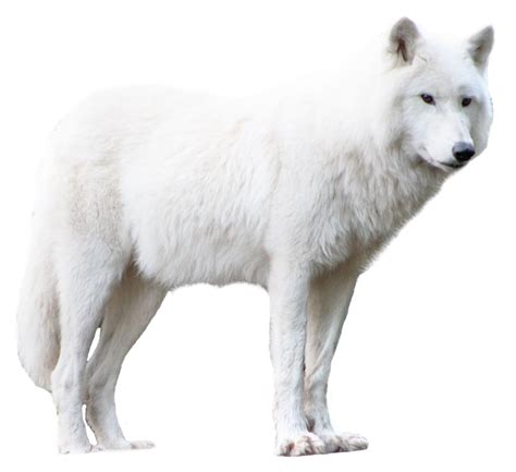 HQ Wolf PNG Transparent Wolf.PNG Images. | PlusPNG