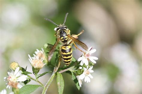 Eastern Yellow Jacket