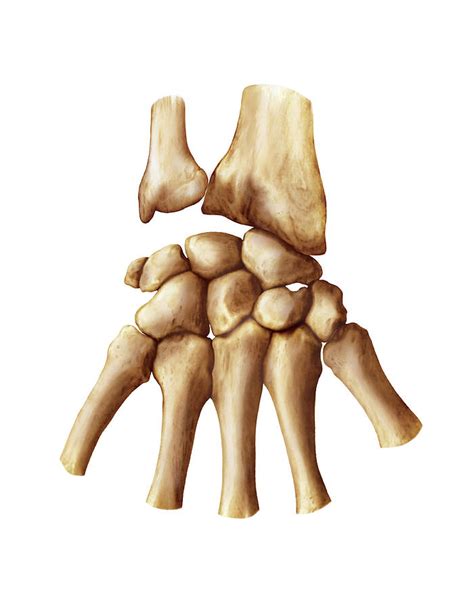 Wrist And Metacarpus Bones Photograph by Asklepios Medical Atlas - Pixels